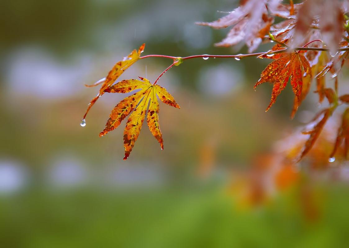 秋天的雨让人感觉沉闷悲伤